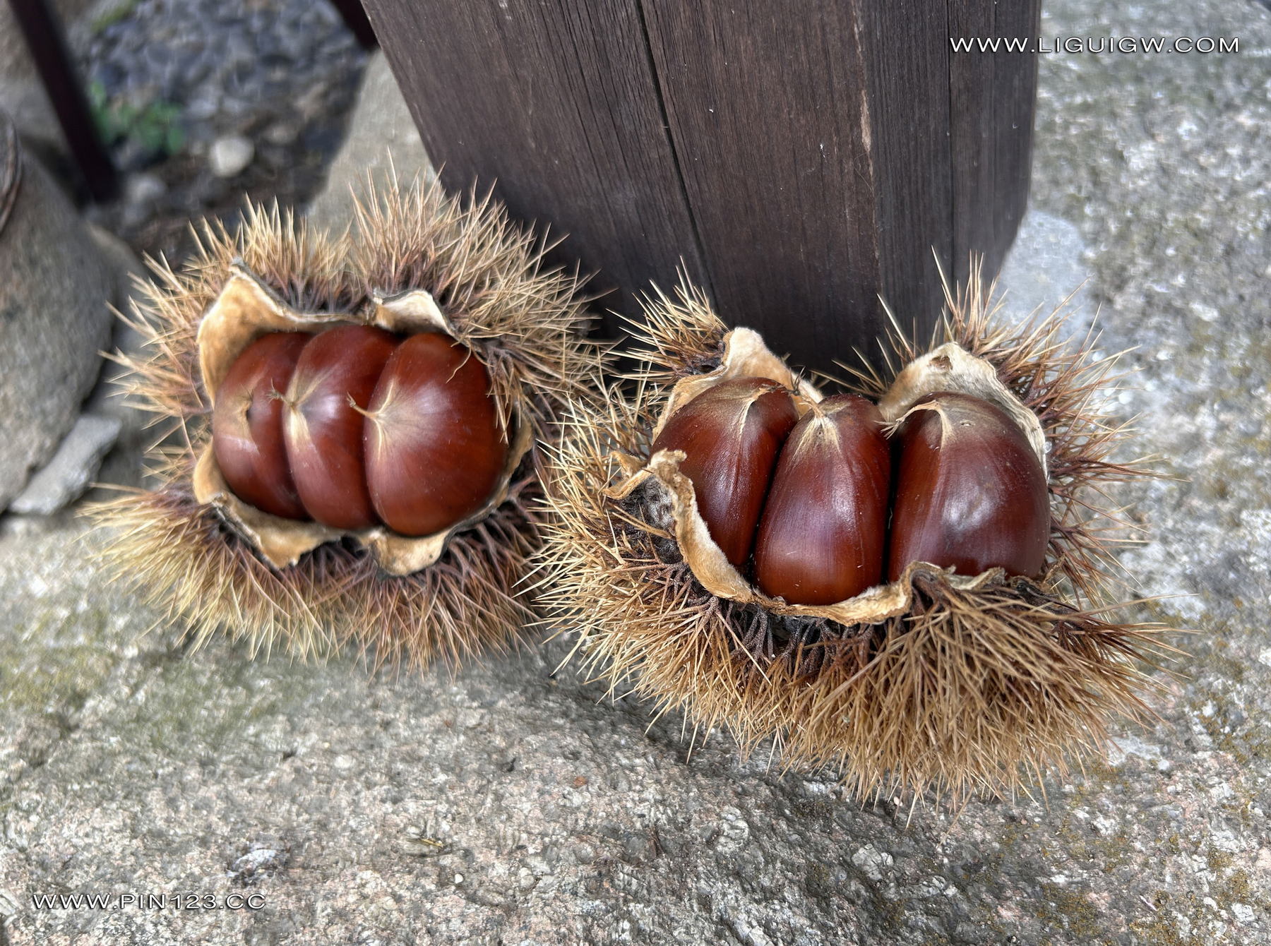 [Ligui丽柜] 2024.11.14《兔子日本旅拍花絮图片》兔子第6张